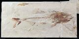 Cretaceous Fossil Fish (Spaniodon) - Part/Counterpart #24125-2